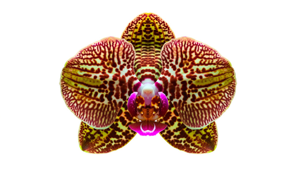 orquídeas para iniciantes
